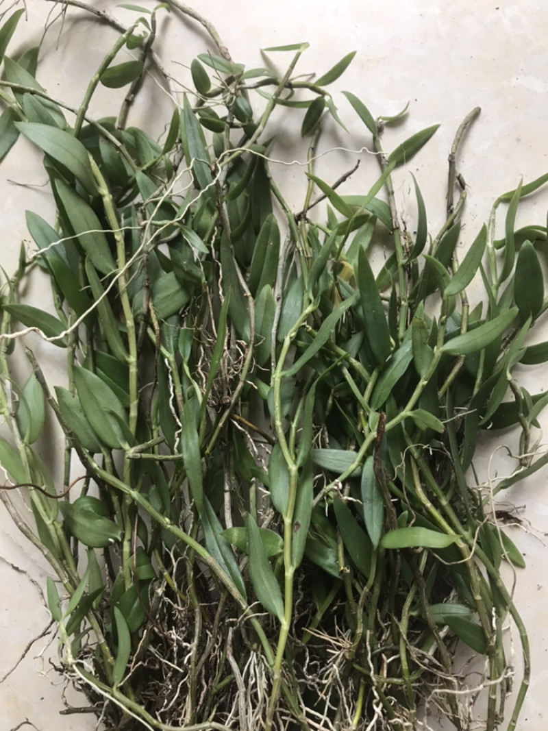 广西野生金钗石斛美花石斛小黄草