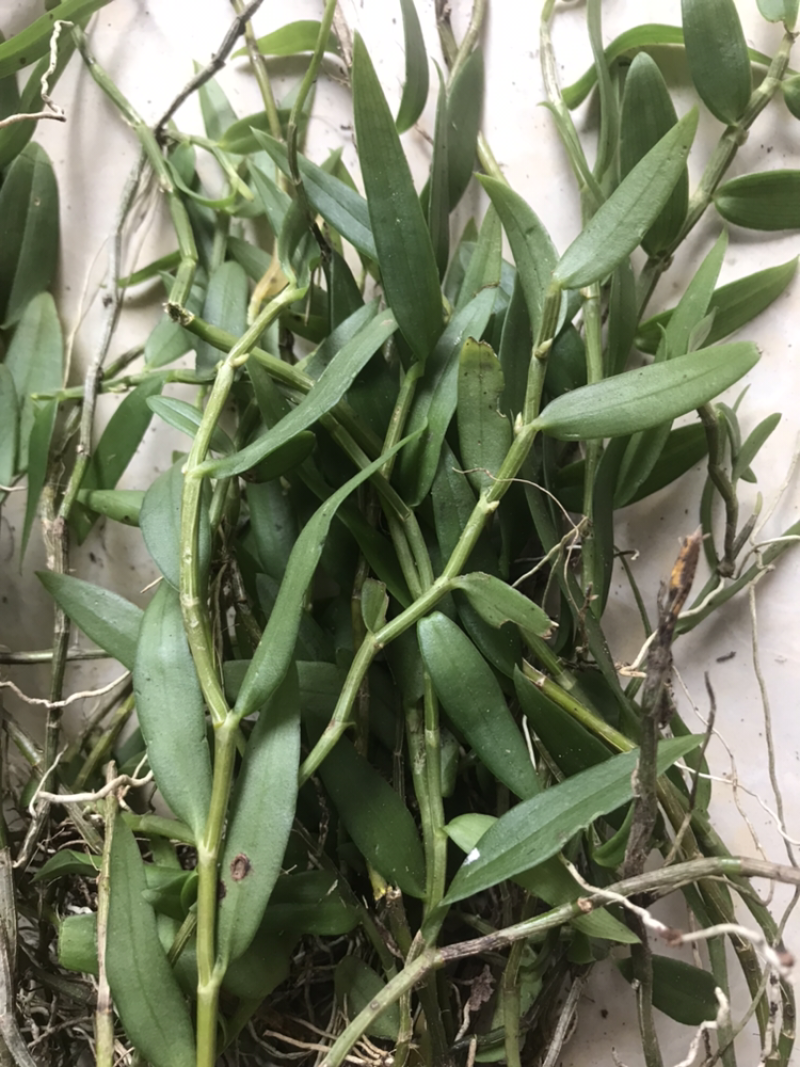 广西野生金钗石斛美花石斛小黄草