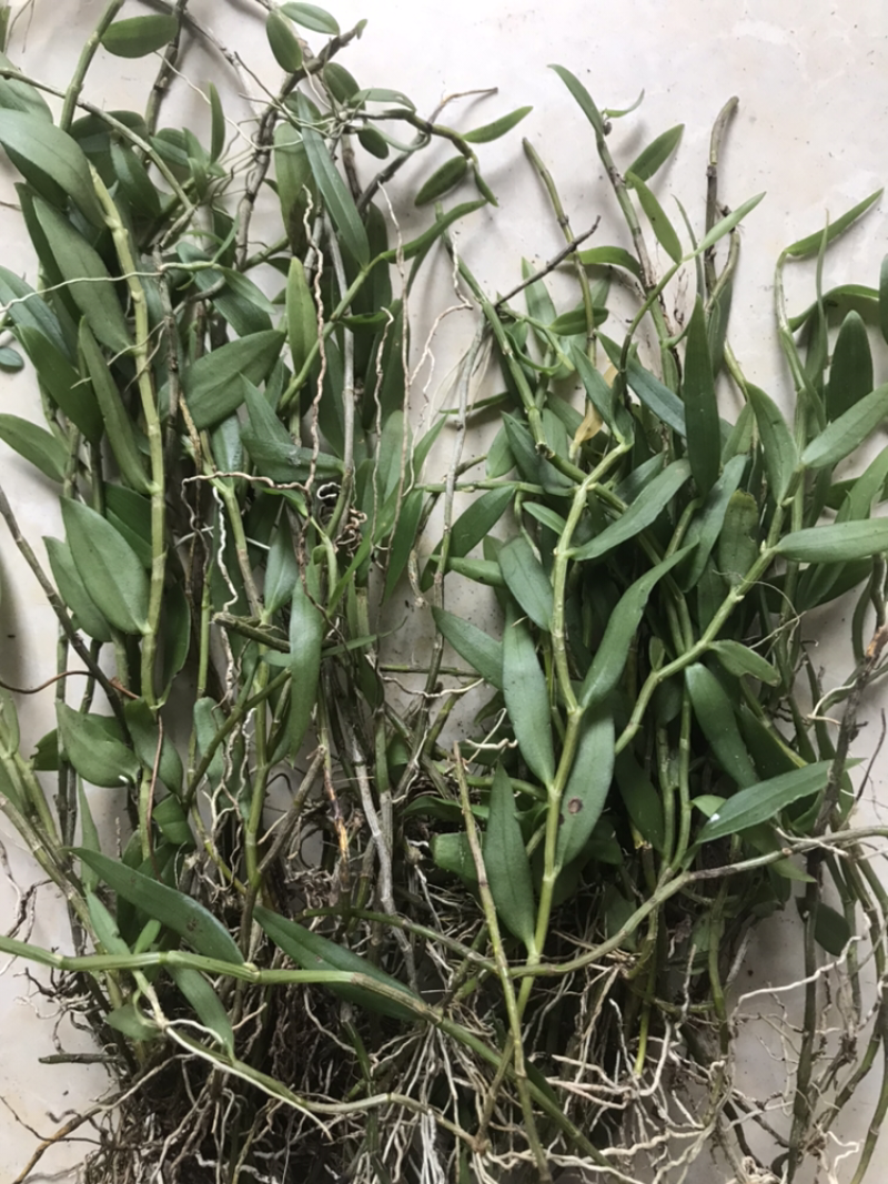 广西野生金钗石斛美花石斛小黄草