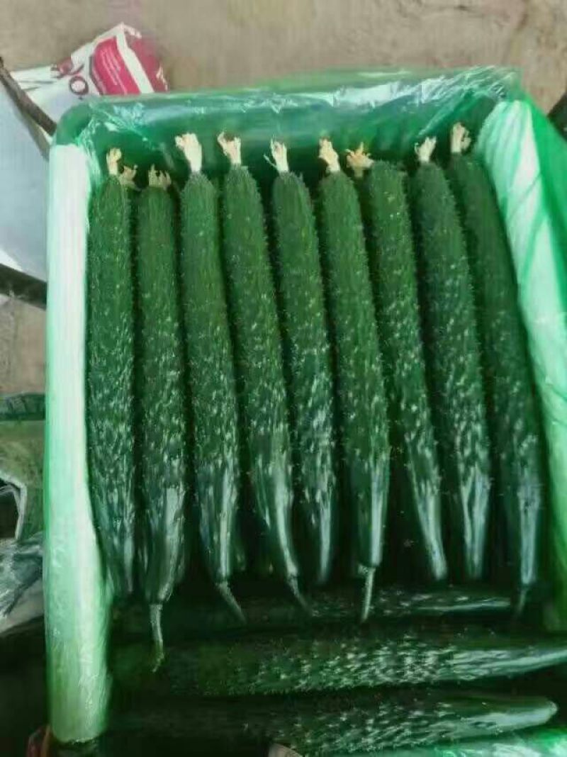 密刺黄瓜干花带刺22~25公分山东聊城莘县青瓜