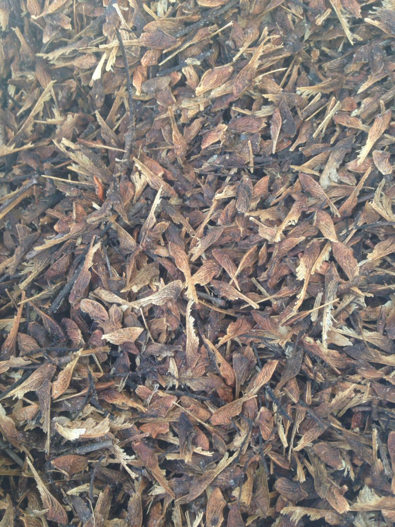 茶条槭种子三角枫种子
