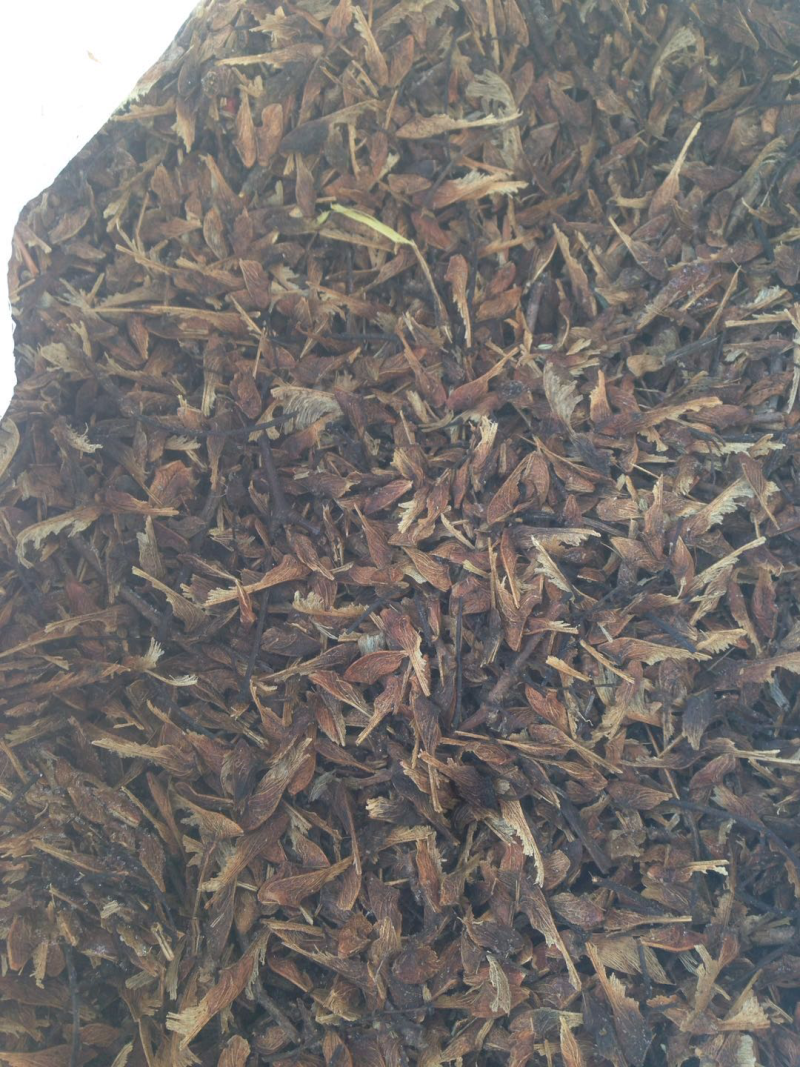 茶条槭种子三角枫种子