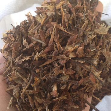 茶条槭种子三角枫种子