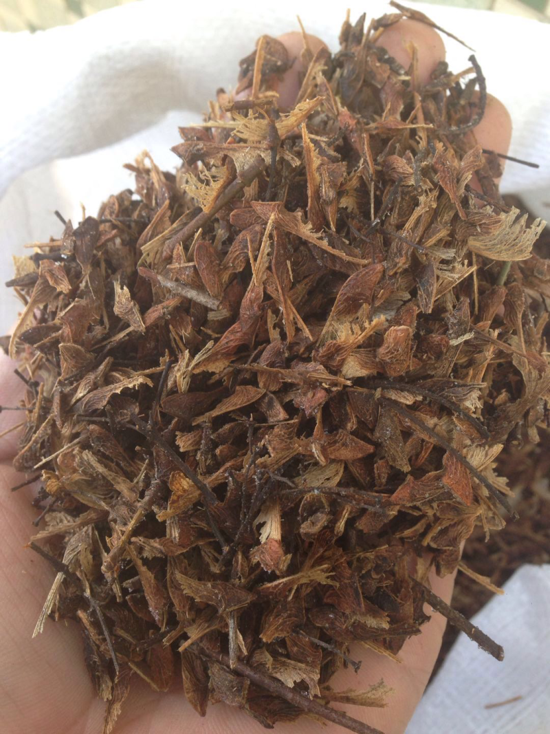茶条槭种子三角枫种子