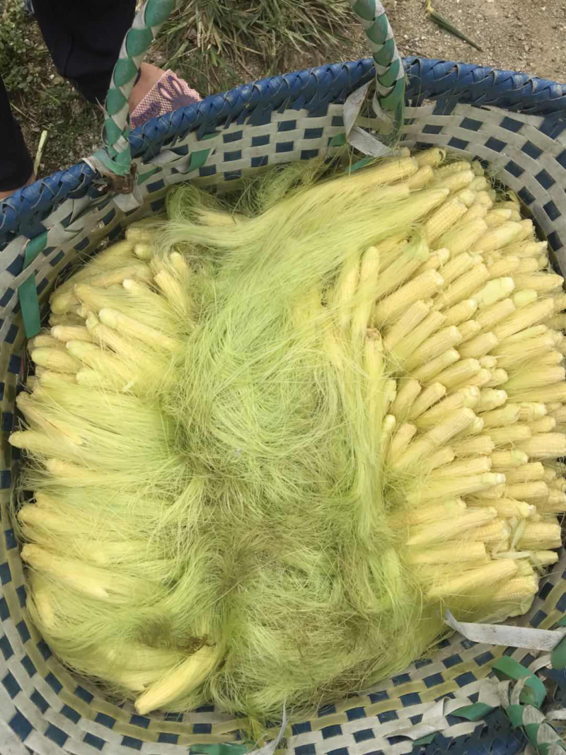 玉米笋