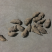 郁金