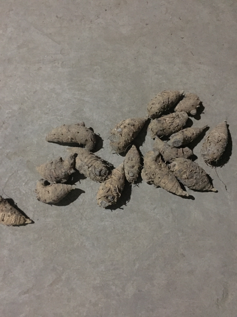 郁金