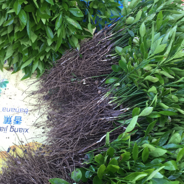 资阳小叶软枝香橙奶苗