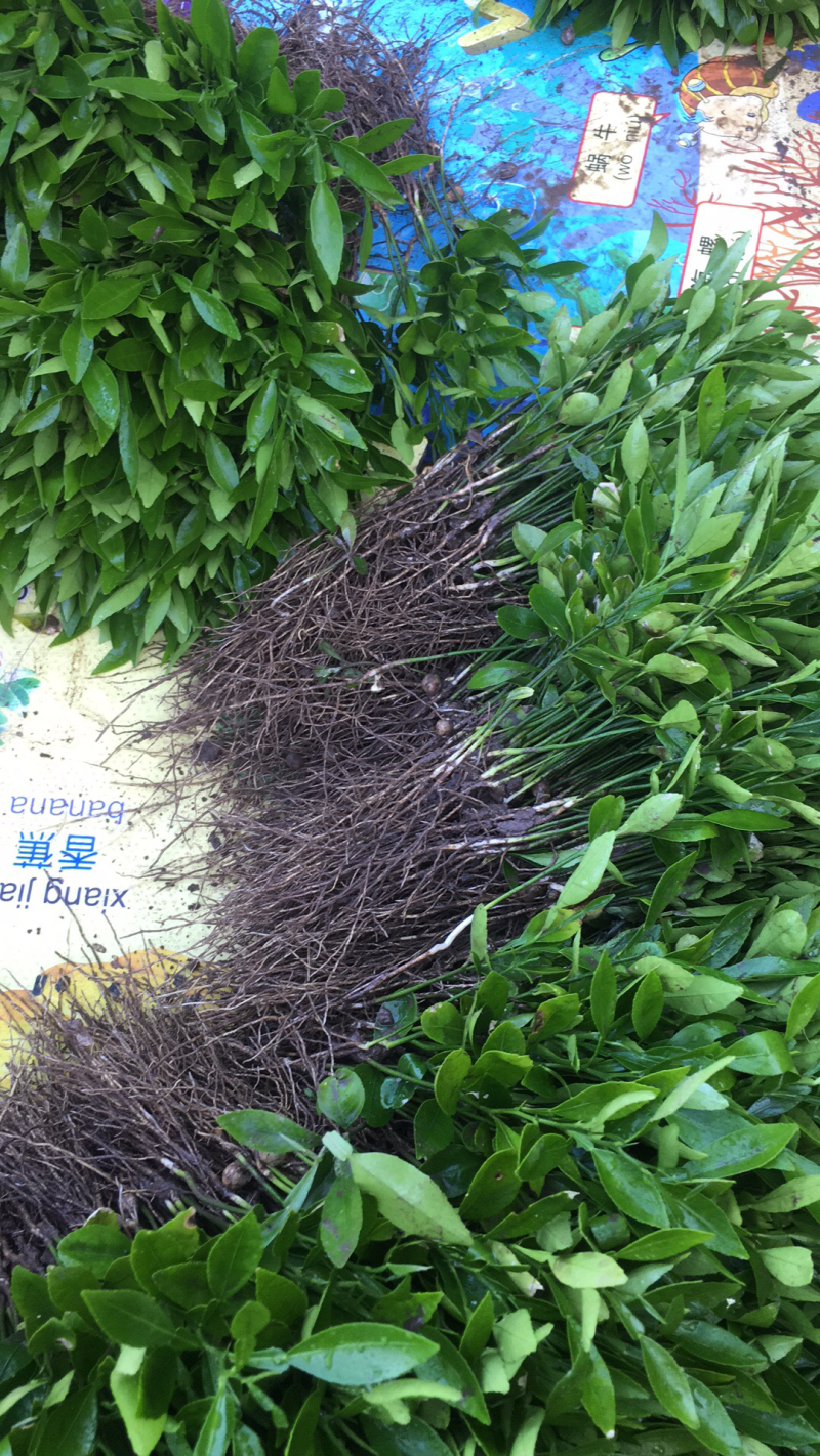 资阳小叶软枝香橙奶苗