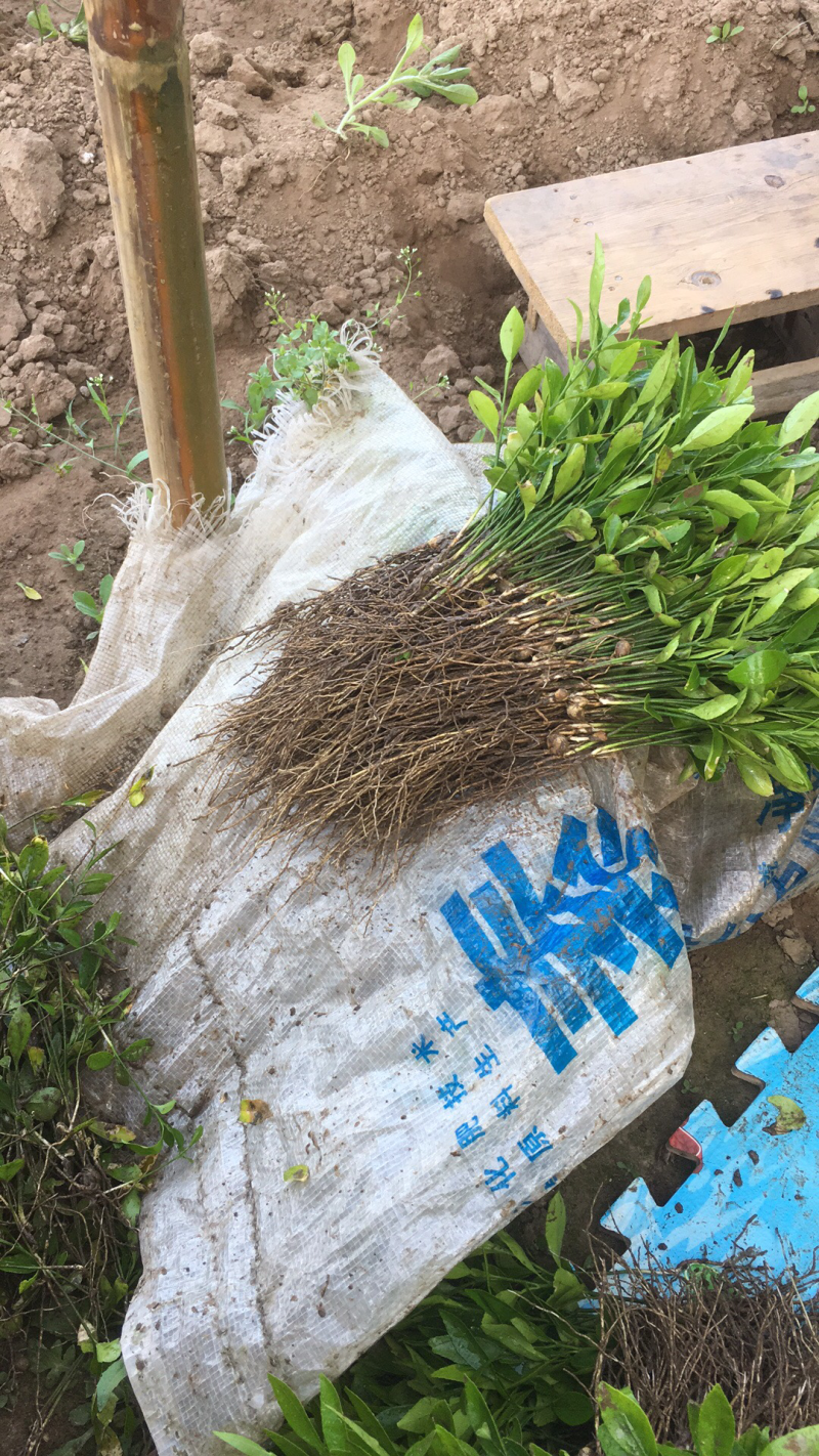 资阳小叶软枝香橙奶苗