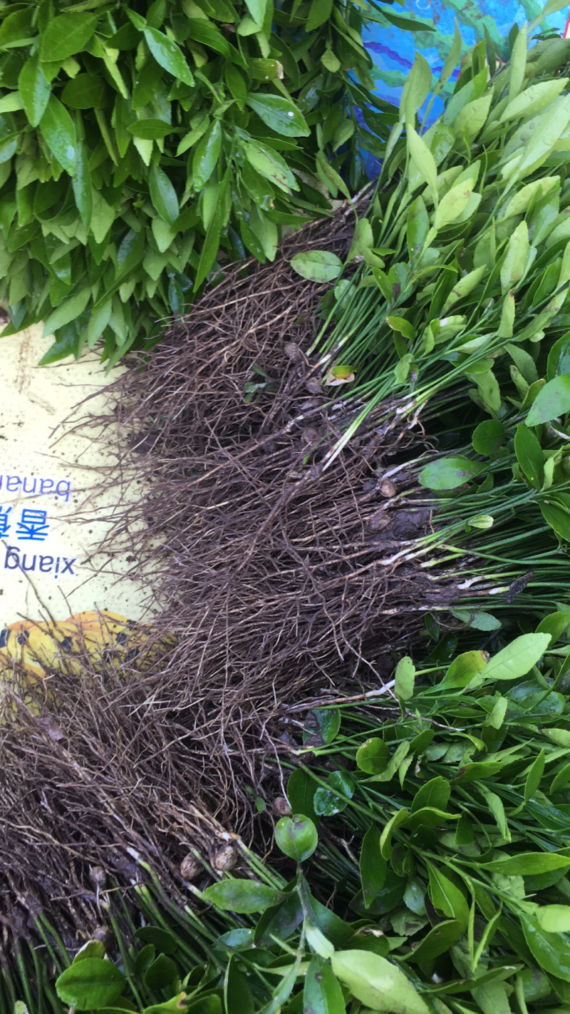 资阳小叶软枝香橙奶苗