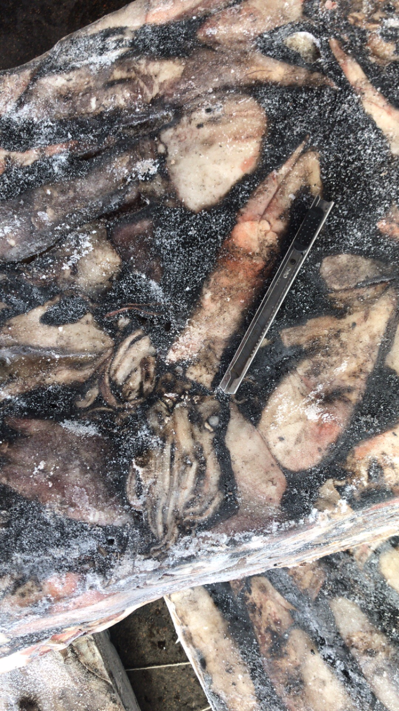 鱿鱼外地的都有可以将有尼莫凡先生在