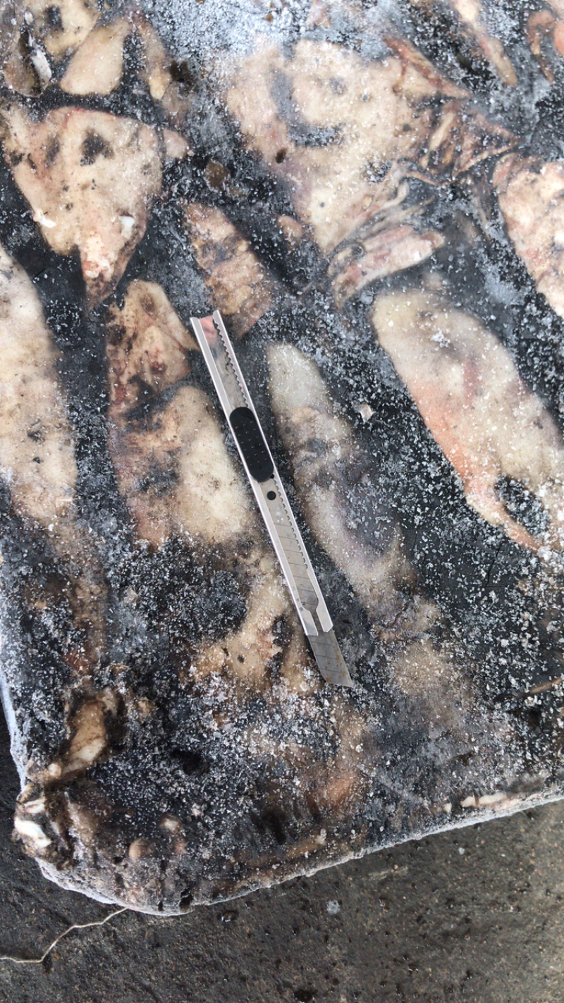 鱿鱼外地的都有可以将有尼莫凡先生在