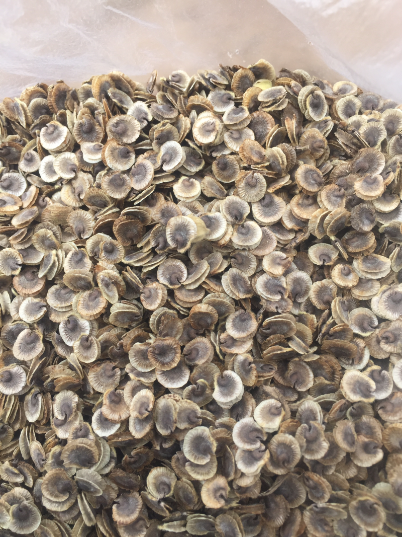 蜀葵籽，价格优惠，大量发货，质量保证，长期合作