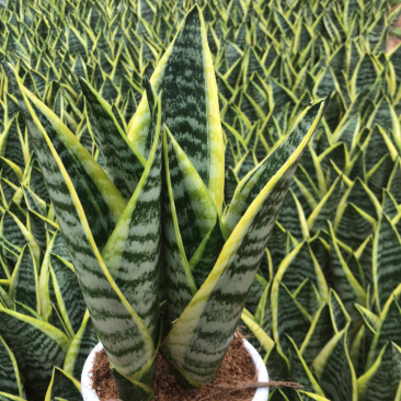 虎皮兰。吸收甲醛。小盆栽