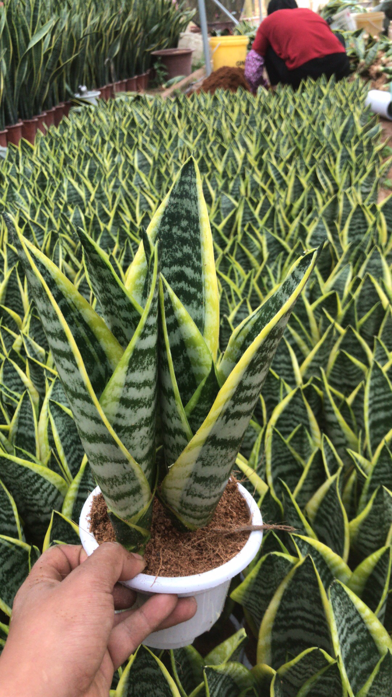 虎皮兰。吸收甲醛。小盆栽