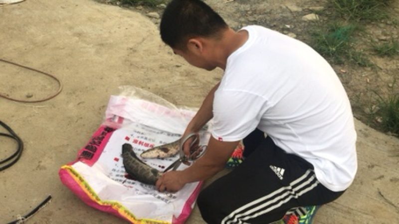 出售本地黑鱼苗与成品黑鱼，什么规格都有。