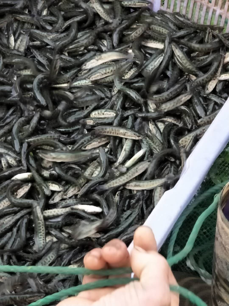 出售本地黑鱼苗与成品黑鱼，什么规格都有。