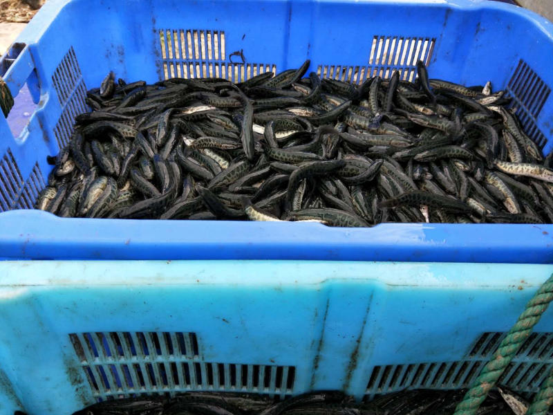 出售本地黑鱼苗与成品黑鱼，什么规格都有。