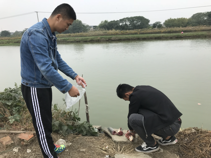 出售本地黑鱼苗与成品黑鱼，什么规格都有。