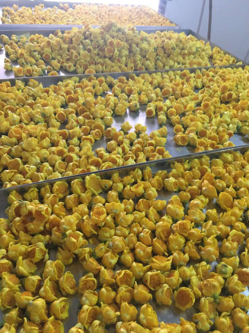 广西防城港厂家直销批发广西防城港金花茶