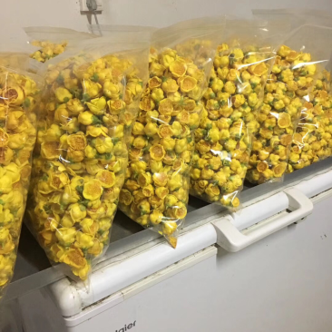 广西防城港厂家直销批发广西防城港金花茶