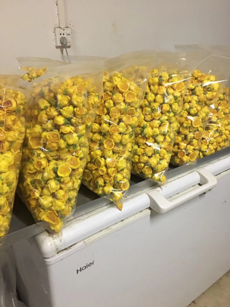 广西防城港厂家直销批发广西防城港金花茶