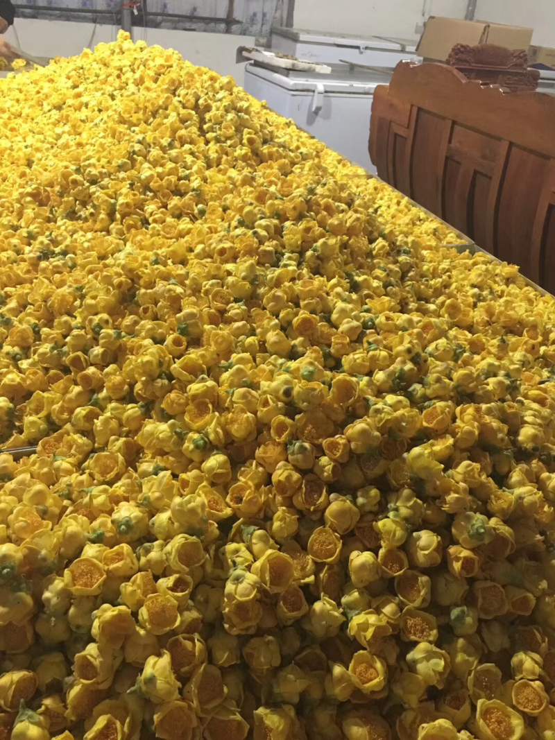 广西防城港厂家直销批发广西防城港金花茶