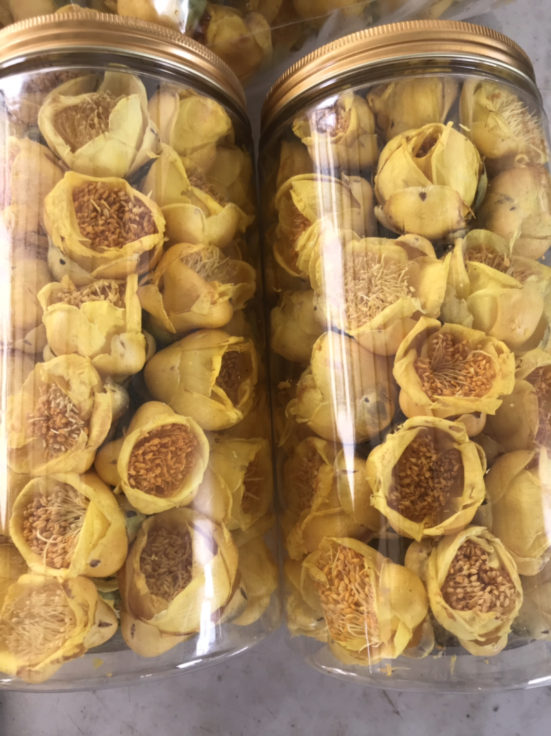 广西防城港厂家直销批发广西防城港金花茶