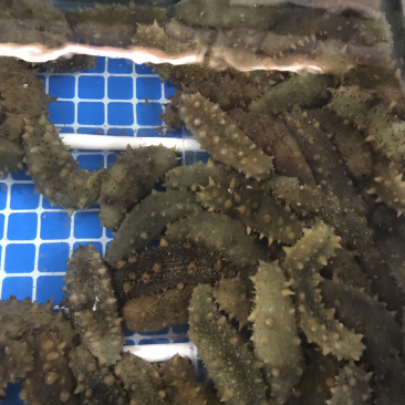 海参
