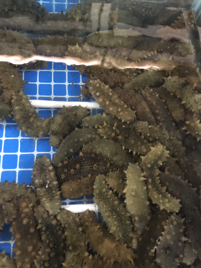 海参