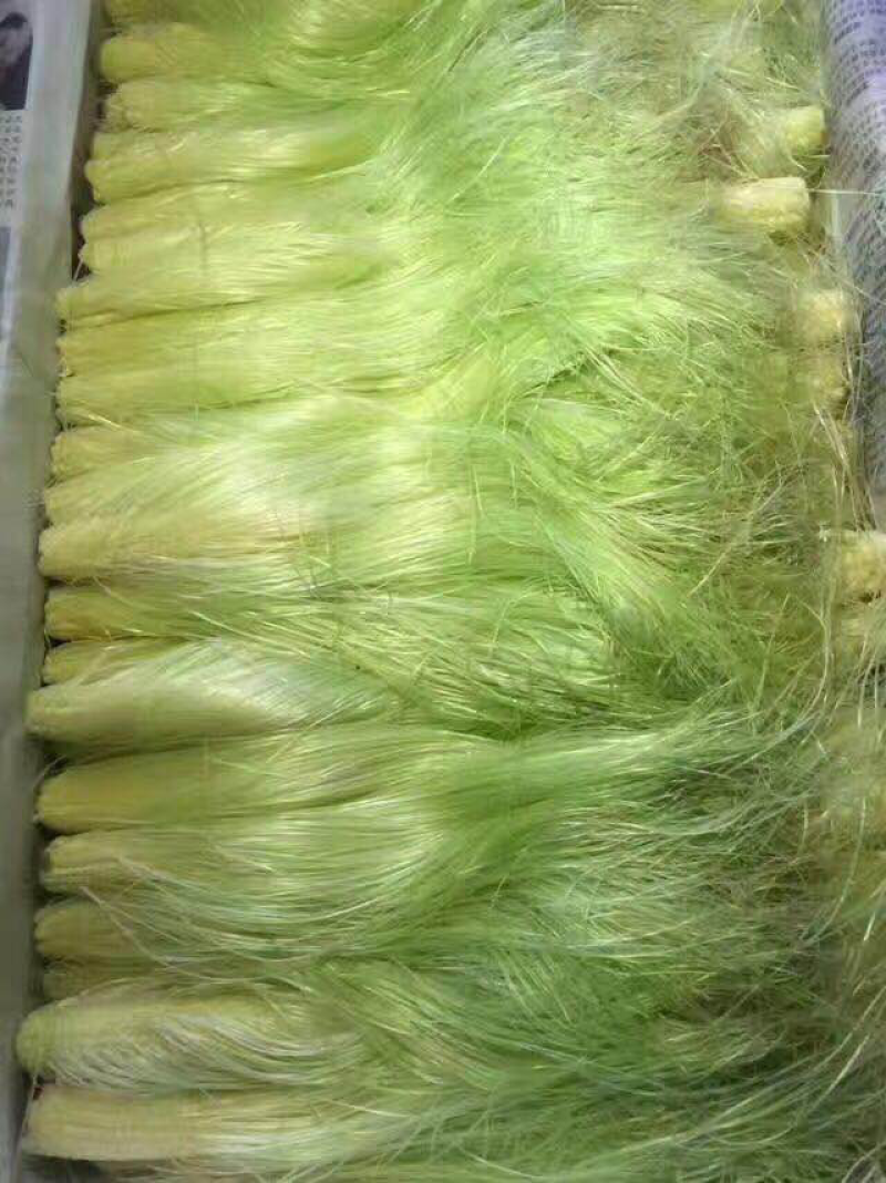 新鲜的玉米须