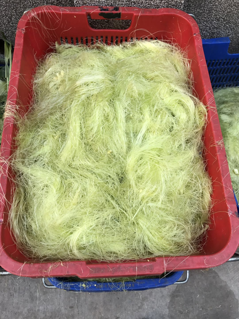 新鲜的玉米须