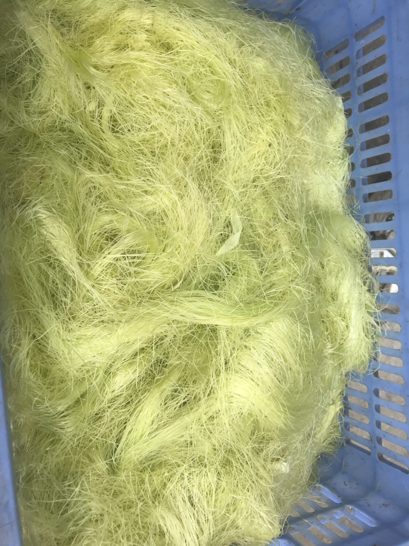 新鲜的玉米须