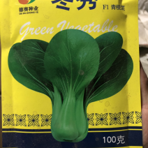 青梗菜种子小青菜籽冬秀F1耐寒青菜种子