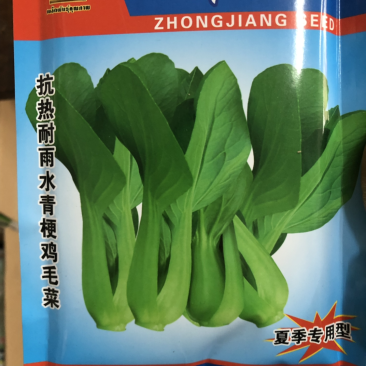 青梗菜种子三伏天耐热品种骄阳青菜油菜种子夏季专用品