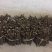 蔓荆子高含量单叶蔓荆子枝条蔓荆子扦插苗优质苗