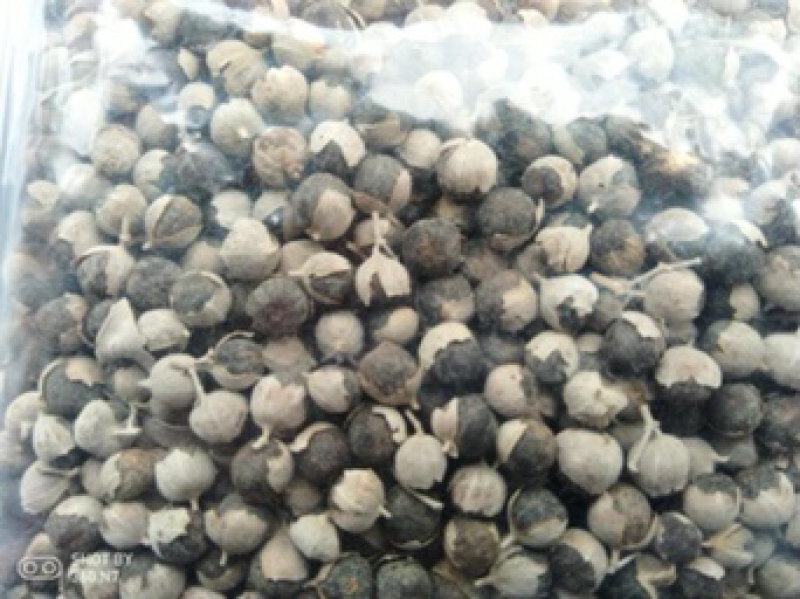 蔓荆子高含量单叶蔓荆子枝条蔓荆子扦插苗优质苗
