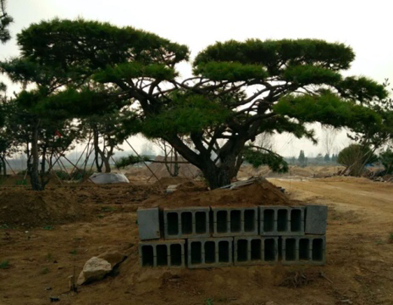 造型松