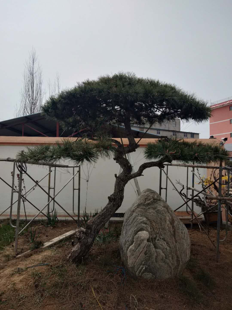 造型松