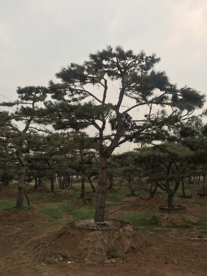 造型松