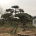 造型松