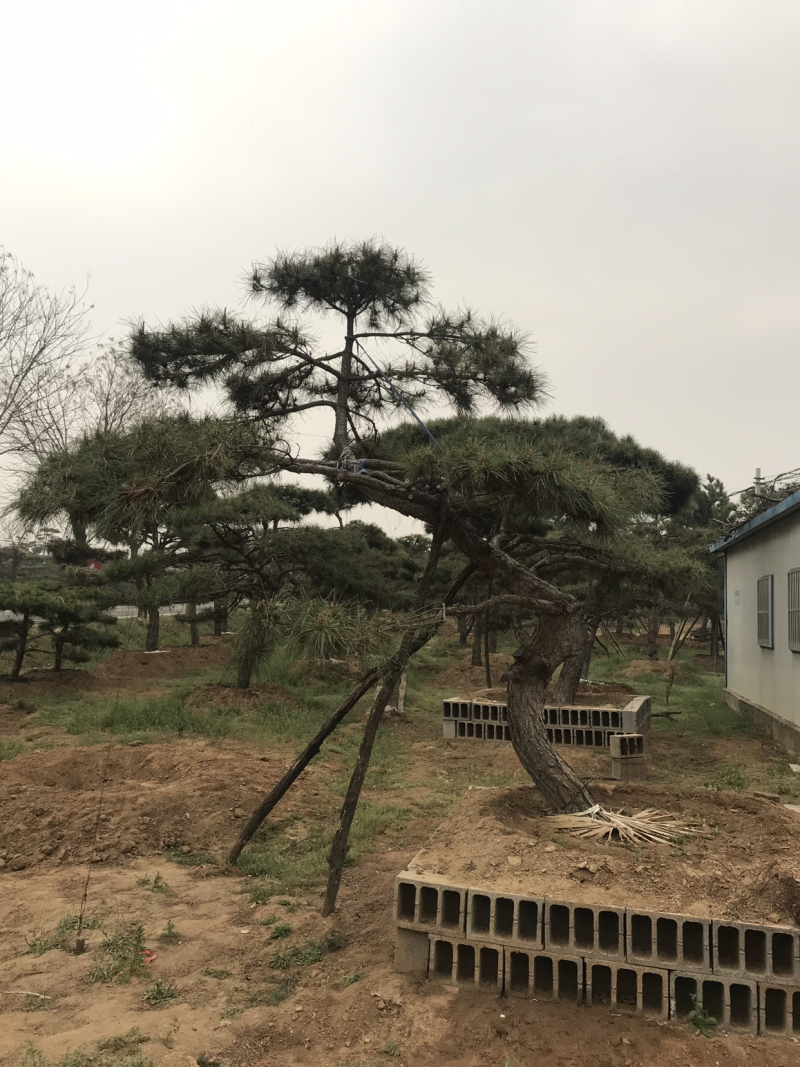 造型松