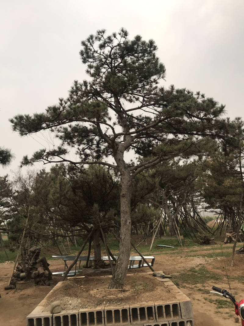 造型松