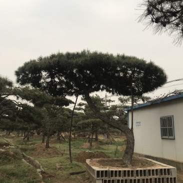 造型松