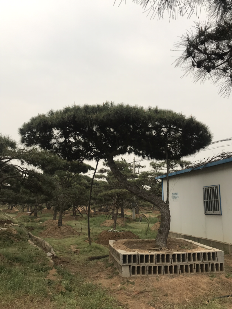 造型松