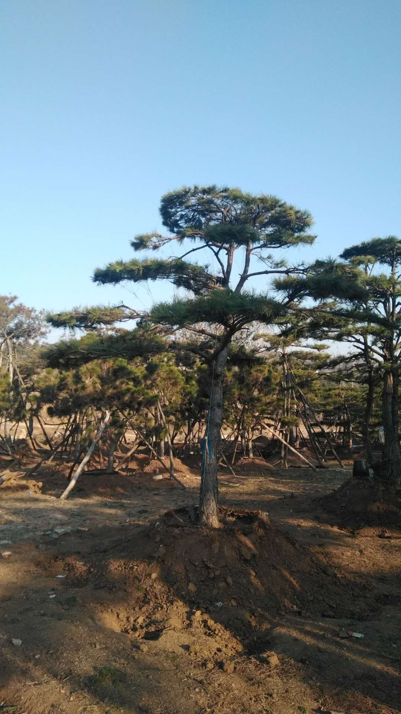 造型松