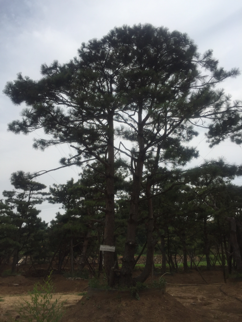 造型松