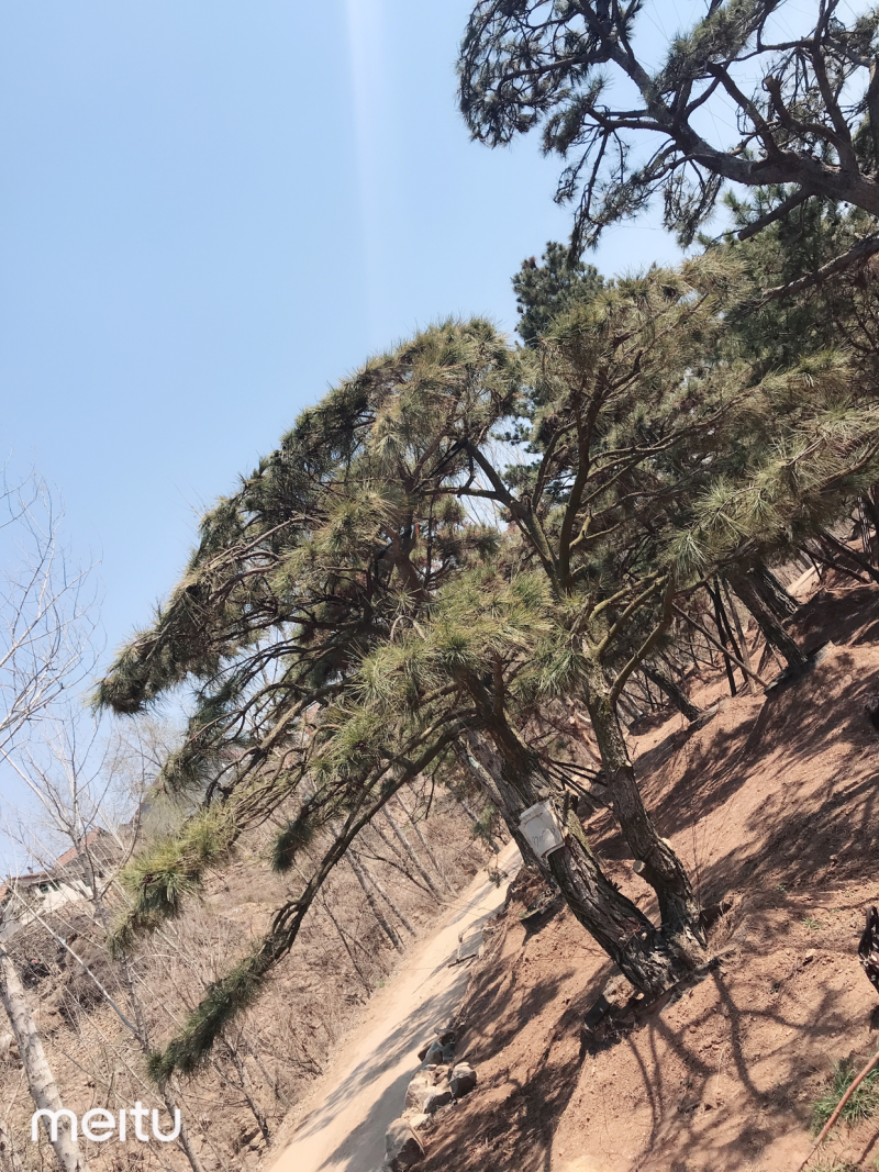 造型松