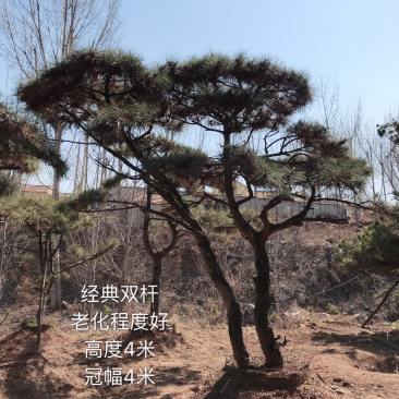 造型松